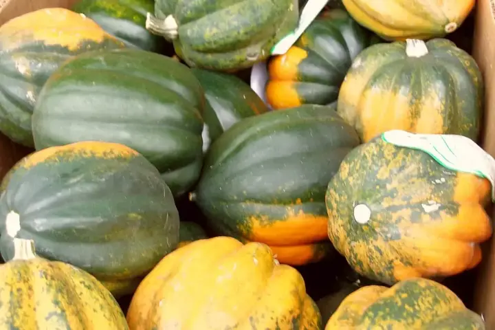 Calabaza de bellota