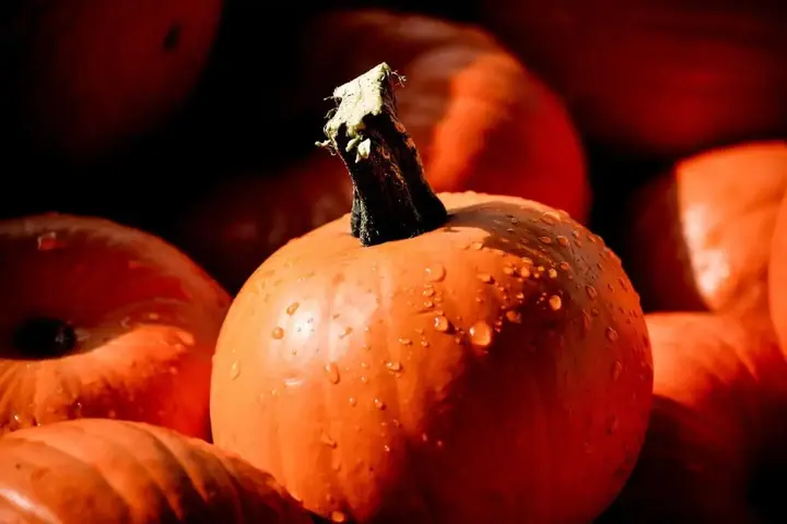 Calabaza de azúcar